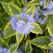 Caryopteris Clandonensis Summer Sorbet / Sárga tarka kékszakáll